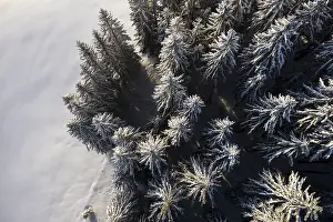 Winter Landscape Austria Stampe: Trees from above with snow in winter