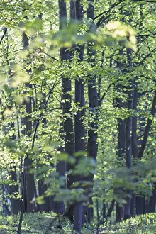 Serene Countryside Scenery Stampe: Trees in spring park