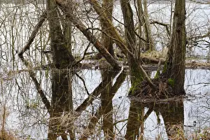 German National Park Scenery Stampe: Trees in a swamp with reflection