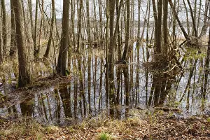 Swamp Landscape Germany Stampe: Trees in a swamp with reflection