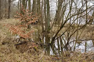 Swamp Landscape Germany Stampe: Trees in a swamp with reflection