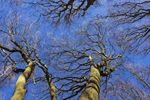 Uninhabited Forest View Stampe: Treetops in spring