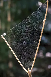 Rincon De La Vieja National Park Stampe: Triangular spider web between a branch fork