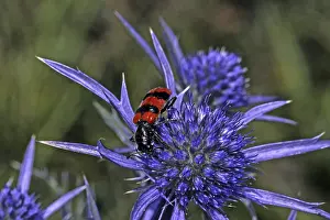 Bee Eating Philanthus Stampe: Trichodes apiarius, bee wolf