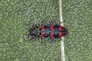 Predator Insect Stampe: Trichodes apiarius, bee wolf