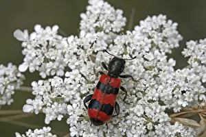 Deserted Blossom Visit Stampe: Trichodes apiarius, bee wolf