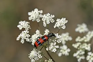 Flower Visiting Insects Stampe: Trichodes apiarius, bee wolf