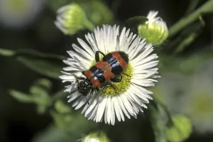Deserted Blossom Visit Stampe: Trichodes apiarius, bee wolf