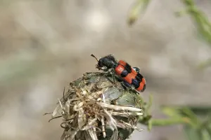 Stampe di Trichodes apiarius, lupo delle api Mangiatori Di Api Stampe: Trichodes apiarius, lupo delle api.