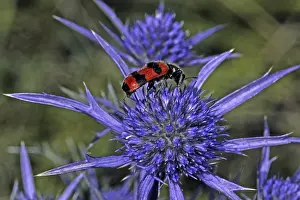 Flower Visiting Insects Stampe: Trichodes apiarius, bee wolf