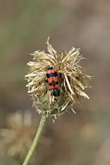 Predator Insect Stampe: Trichodes apiarius, bee wolf