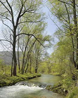 European Riverine Landscapes Stampe: Triesting river in spring, Triestingtal valley