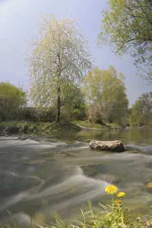 River Scenery In Europe Stampe: Triesting river in spring, Triestingtal valley
