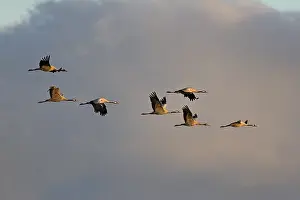 Stampe di Un stormo di gru in volo Falco Della Gru Stampe: Un stormo di gru in volo.