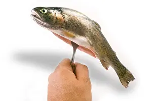 Stampe di Tartaruga sulla forca Trota Iridea Stampe: Trote su un forchetta.