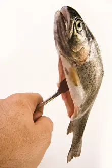 Stampe di Trout on a fork Trota Iridea Stampe: Trout on a fork.