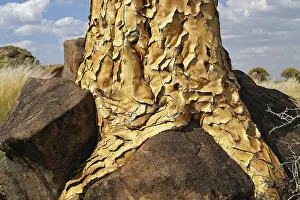 Tree Trunk Detail View Stampe: Trunk of a quiver tree