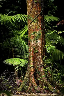 Atherton Tablelands Landscape Stampe: Trunk of a tropical tree, tree with structure