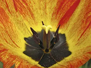 Spring Flower Decoration Stampe: Tulip detail
