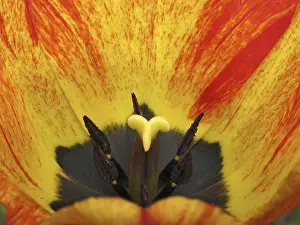 Decorative Garden Flowers Stampe: Tulip detail