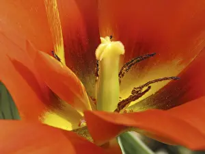 Deserted Garden Flower Stampe: Tulipa Van Eijk'
Tulipa Van Eijk