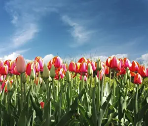 Deserted Tulips Stampe: Tulips