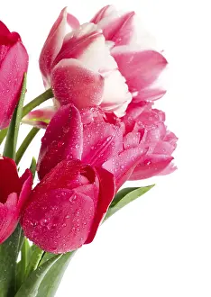 Ornamental Plant Stampe: Tulips