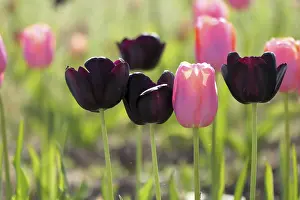 Vernal Flowering Plants Stampe: Tulips