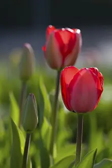 Tulip Inflorescence Stampe: Tulips in the backlight