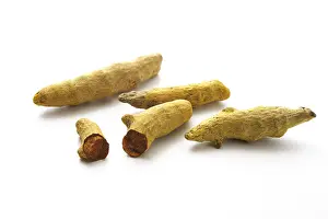 Stampe di Curcuma longa Longa Stampe: Curcuma lunga