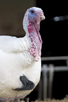 Animal Husbandry Practices Stampe: Turkey