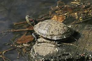 Vertebrate Animals Stampe: Turtle