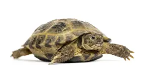 Studio Shot Of A Turtle Stampe: Turtle walking, isolated on white