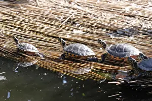 Wildlife Photography Croatia Stampe: Turtles sunbathing