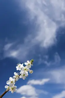 Fruit Tree In Bloom Stampe: Twig of abloom tree