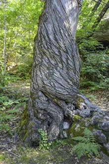 European Nature Escapes Stampe: Twisted tree trunk, Gres d'Annot sandstone labyrinth hike