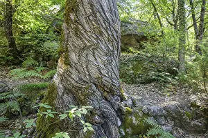 European Nature Escapes Stampe: Twisted tree trunk, Gres d'Annot sandstone labyrinth hike
