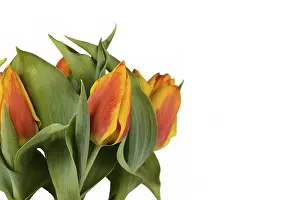 Tulip Inflorescence Details Stampe: Two-colored orange