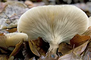 Botany Nature Photos Stampe: Underside mushroom
