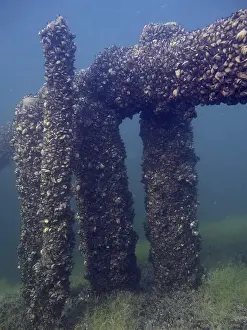Quagga Mussel Invasion Stampe: Underwater structure with columns