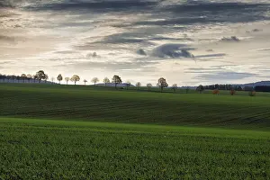 Hilly Countryside Photography Stampe: Undulating landscape with fields