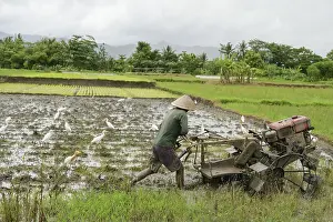 Traditional Farming Methods Stampe: An unrecognizable farmer in Java