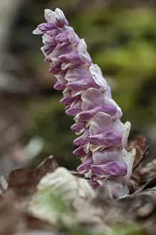 Common Toothwort Stampe: Upright scale root, brown root