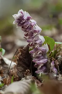 Common Toothwort Stampe: Upright scale root, brown root