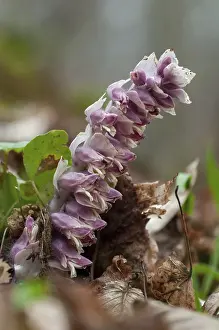 Common Toothwort Stampe: Upright scale root, brown root