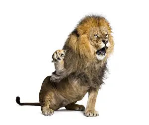 Wildlife Photography Big Cat Stampe: Upset Lion pulling a face and looking at the camera
