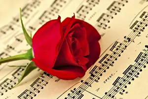 Shallow Depth Of Field Flower Stampe: Мusical notes and red rose