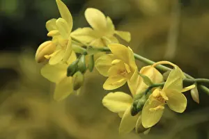 Southeast Asia Orchids Stampe: Vanda, Orchidee