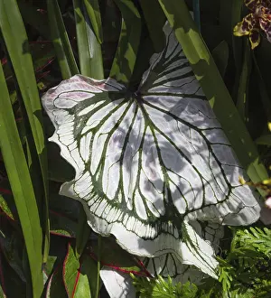 Variegated Leaf Stampe: Variegated leaf