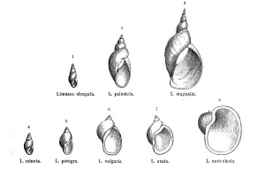 Historical Animal Depictions Stampe: Various forms of the genus Limnaea